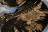Petrified Wood (Schinoxylon) End-Cut - Blue Forest, Wyoming #377525-1
